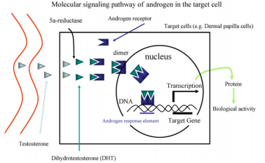 頭發,脫發,雄激素,脂溢性脫發,免疫系統,胰島素