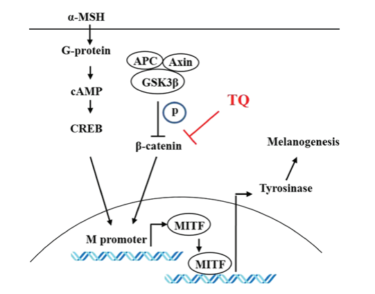 美白,功效原料,信號通路,黑素轉移,百里香醌