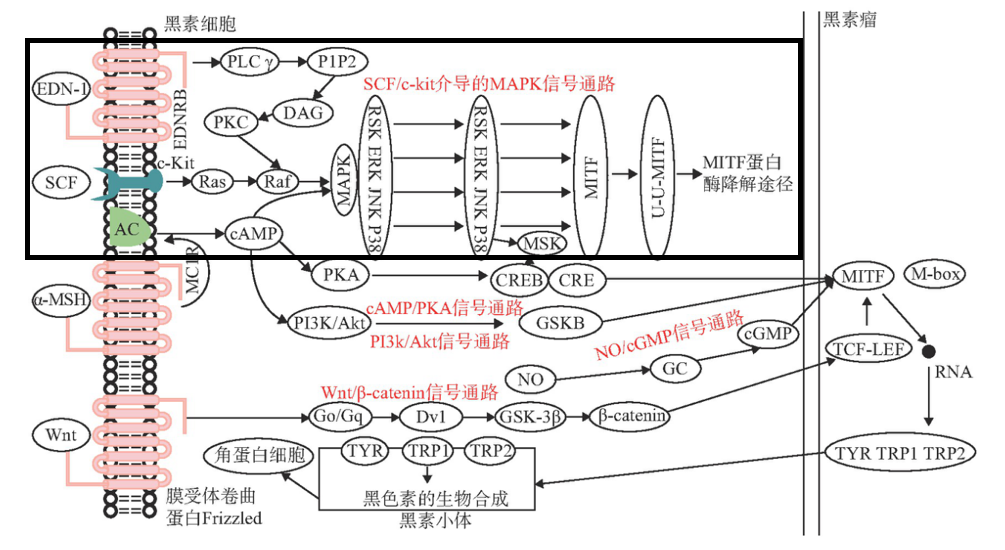 美白,功效原料,信號通路,黑素轉移,百里香醌
